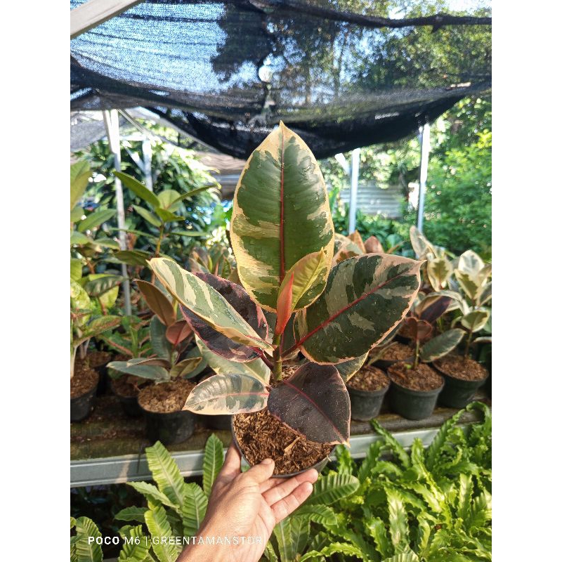 tanaman hias karet kebo ruby/ varigata ruby