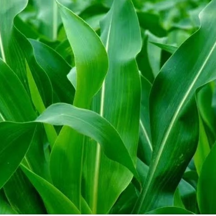 

Daun jagung segar 1 kg organik petik langsung