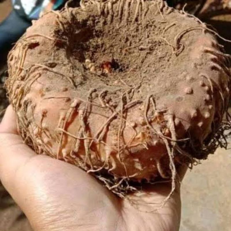 

umbi suwek segar 1 kilo