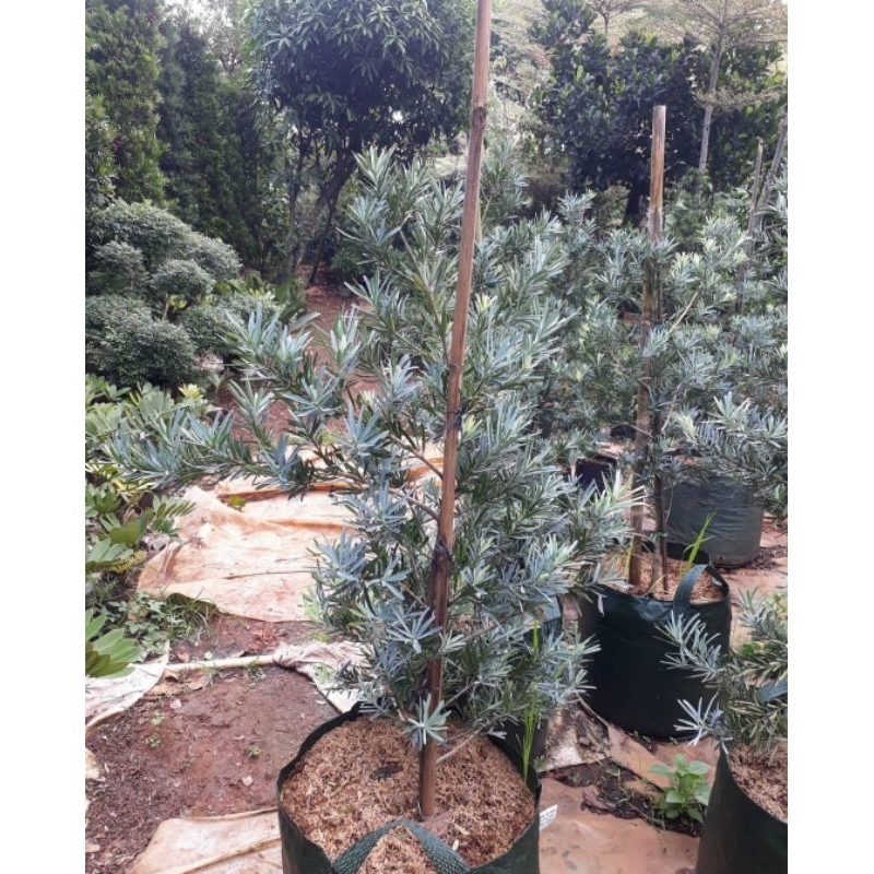 Tanaman lohansung blue ice / lohansung silver