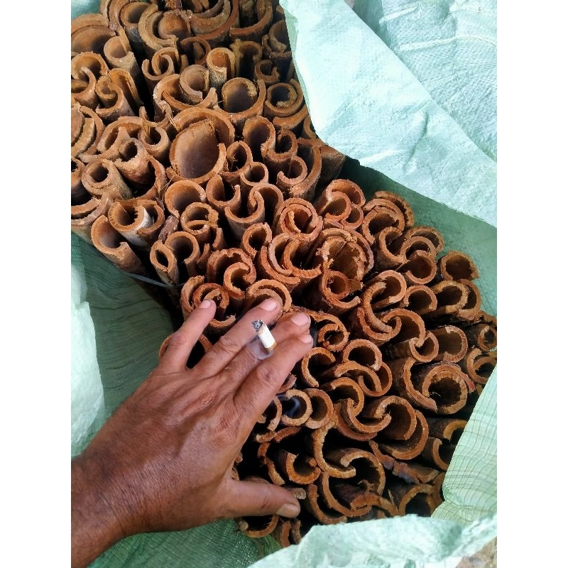 

Raru Jonggi 100 Lembar Sibolga