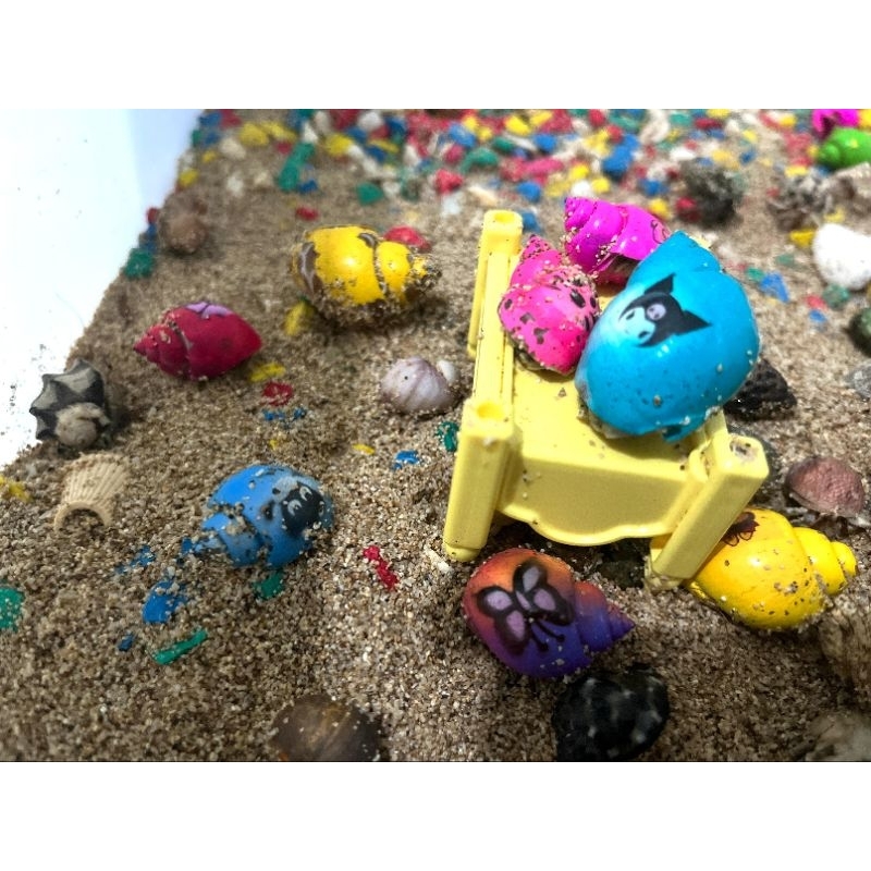 Kelomang warna karakter random, warna cerah ukuran cangkang 1 & 2. pongpongan/ yuyu rumpung/ kepongp