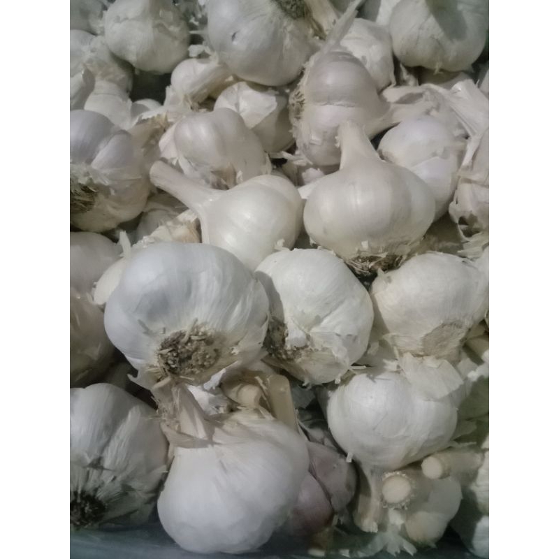 

bawang putih kating