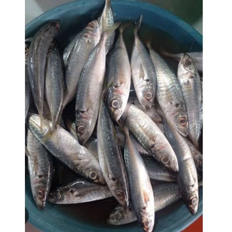 

IKAN DENCIS 1 kg ( JM 1 kosong)