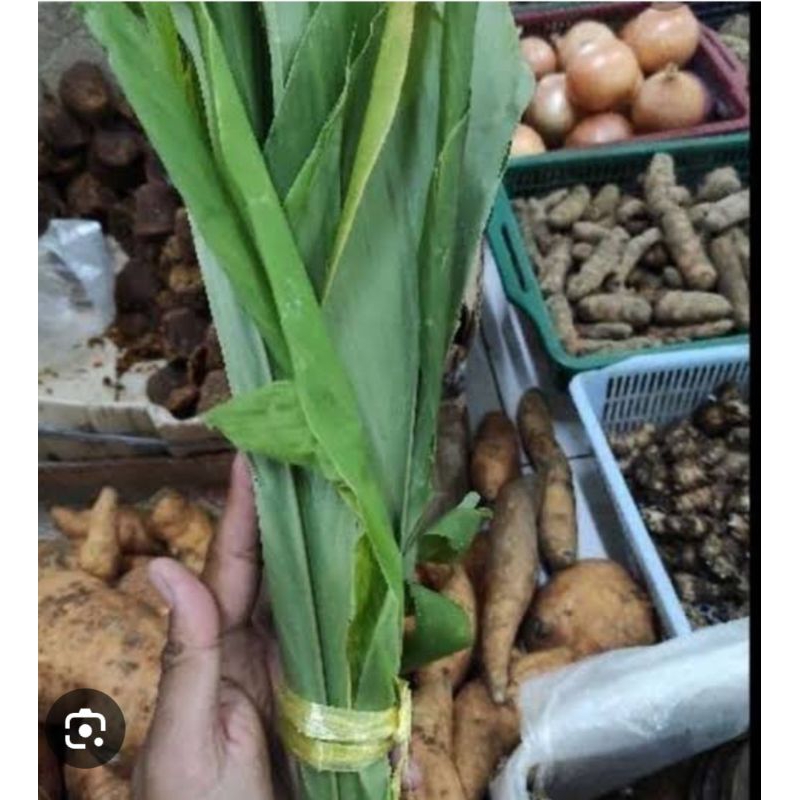 

DAUN KUNYIT 1 IKAT KECIL