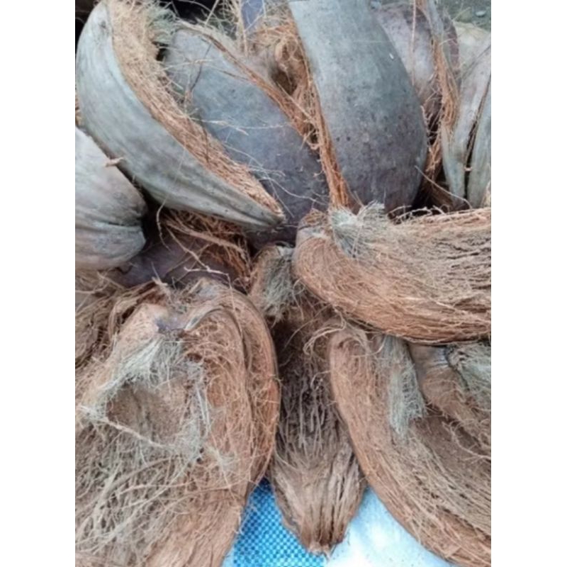 SABUT KELAPA TUA 1 Kg