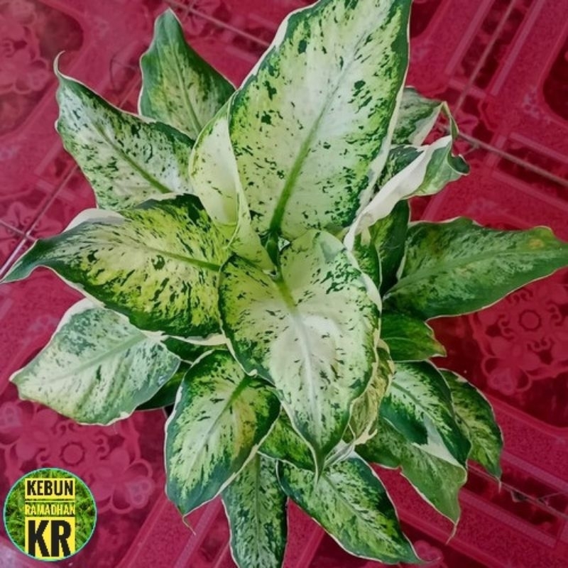 Tanaman Hias [BISA COD]Aglonema Lukisan Cinta Besar Dan Rimbun Cocok Untuk Hiasan Ruangan Dan Teras 