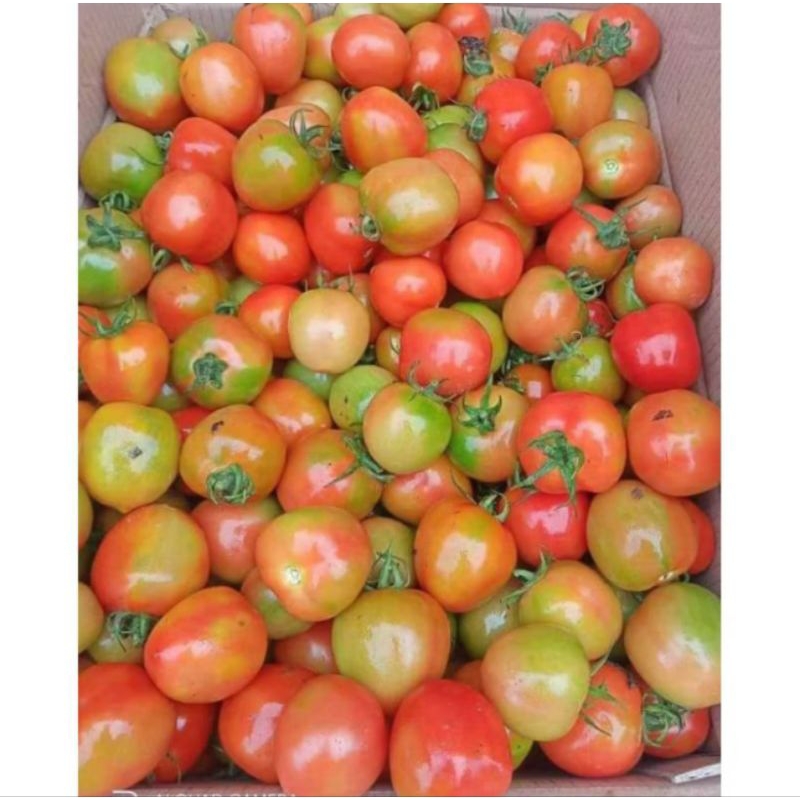 

Tomat segar murah 1 kg 500 gr