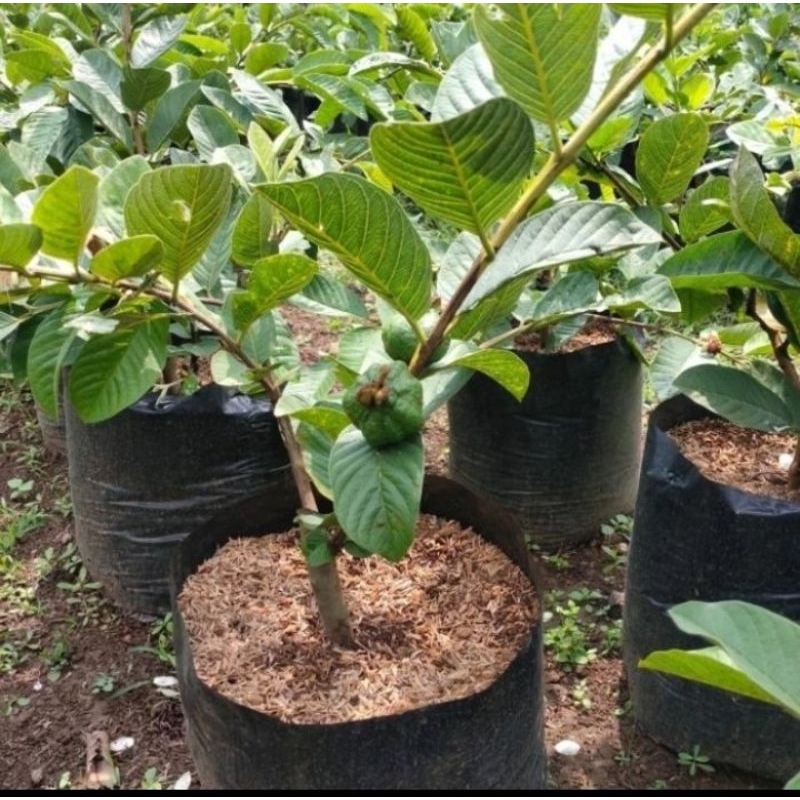 bibit buah jambu kristal sudah berbuah