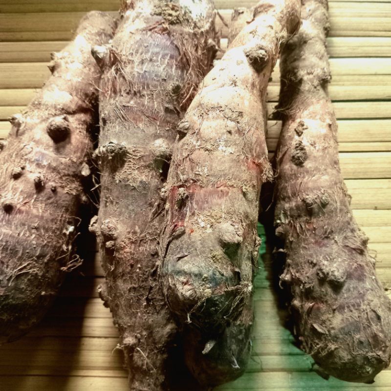 

Jual talas atau bentul segar organik 500 gram