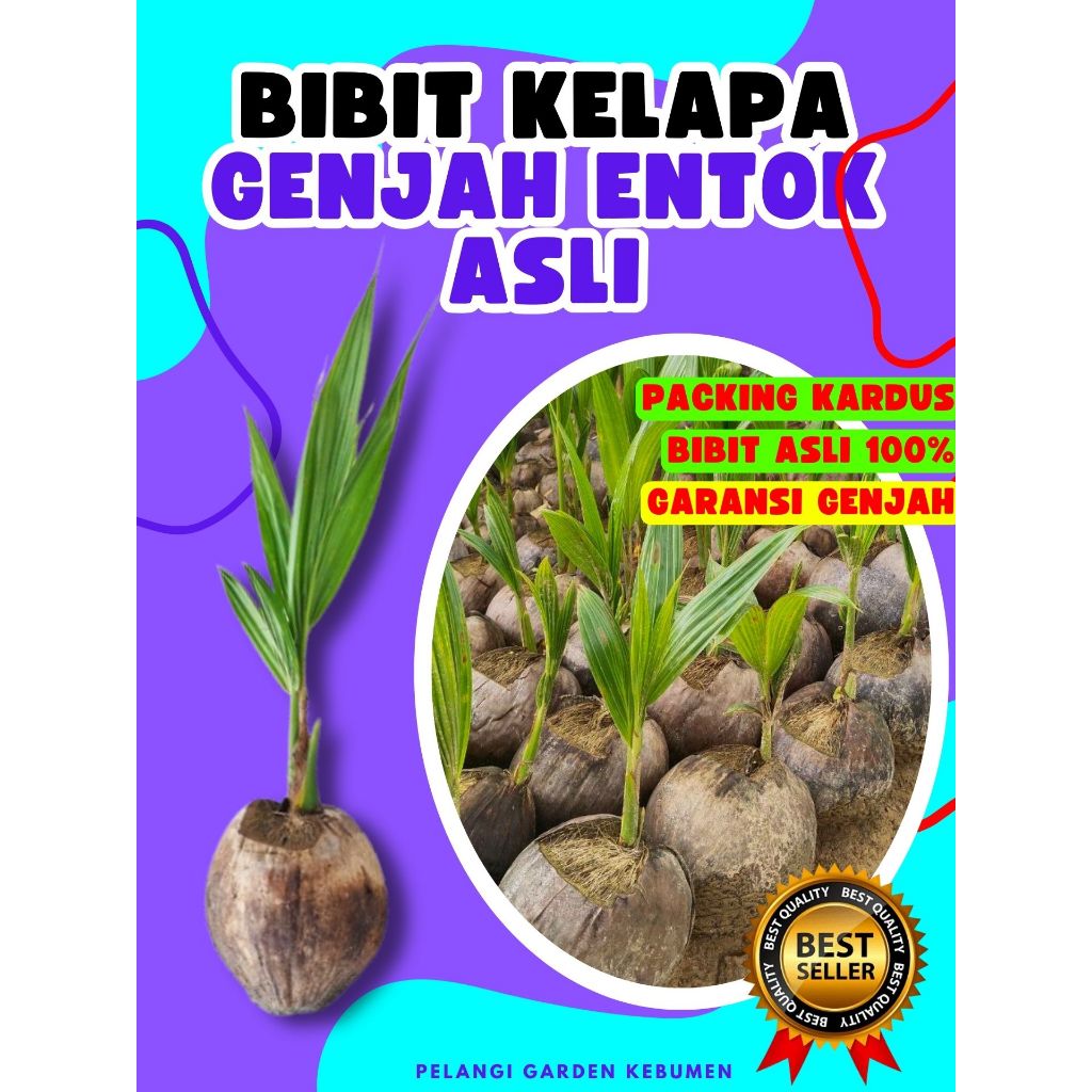 PALING DICARI.. Pohon Kelapa Hibrida Bersertifikat, Pohon Kelapa Hijau, Pohon Kelapa Hibrida Hijau J