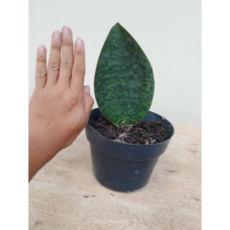 Lidah mertua centong besar