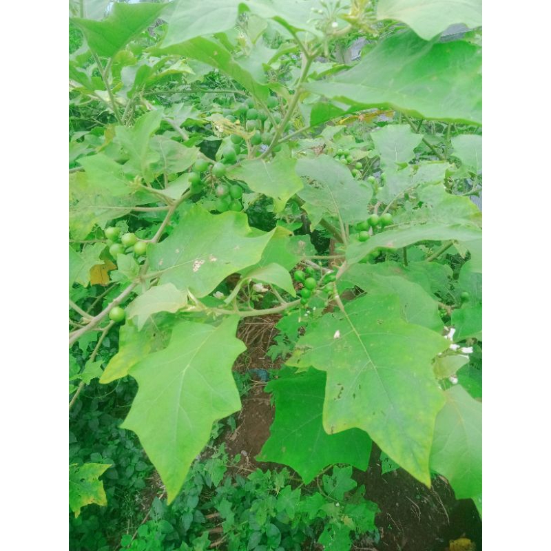 

daun pokak segar organik 1kg bonus buahnya 100g/samsul.herbal