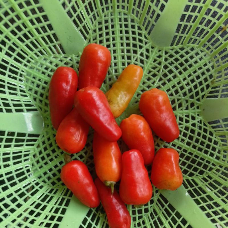 

cabe rawit fresh lato-lato