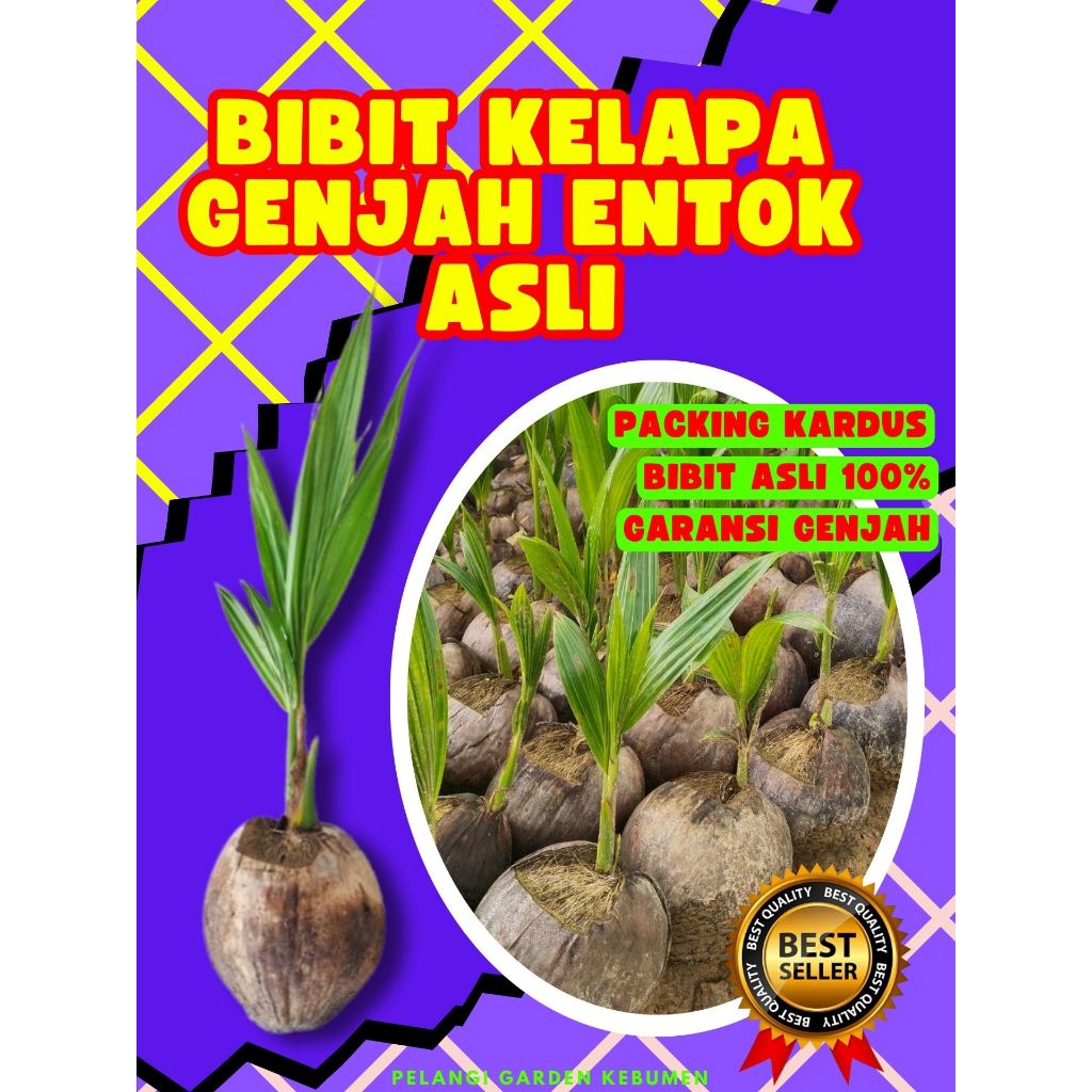 TERLARIS.. Pohon Kelapa Kopyor Bogor, Pohon Kelapa Kopyor Besar, Pohon Kelapa Kopyor Genjah