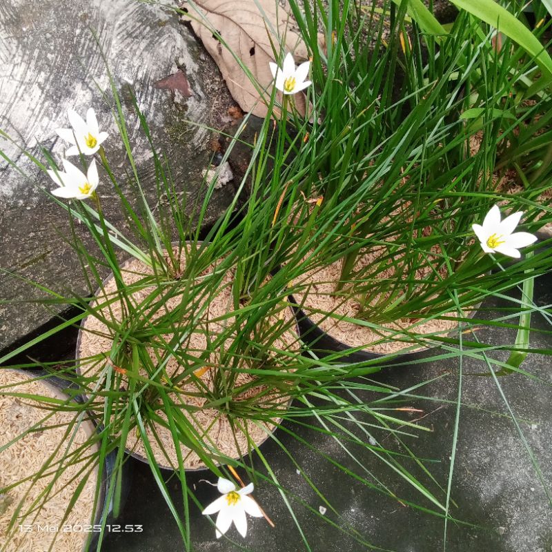 Promo Rain Lily Warna Putih
