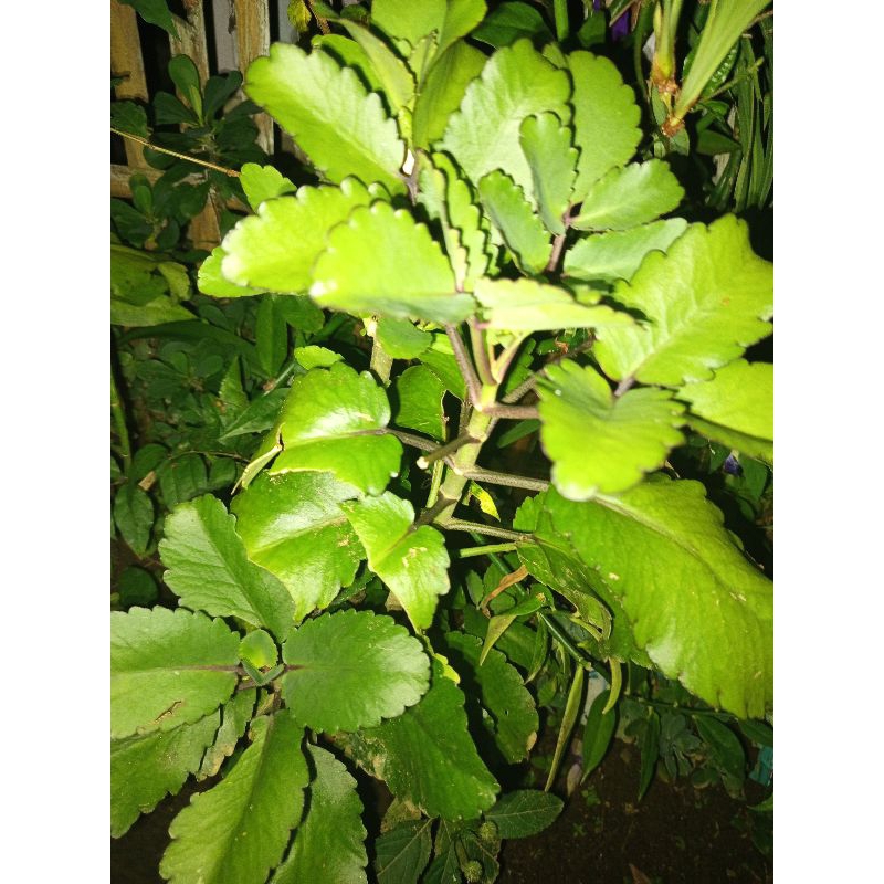 

daun cocor bebek asli segar/fresh 250gram