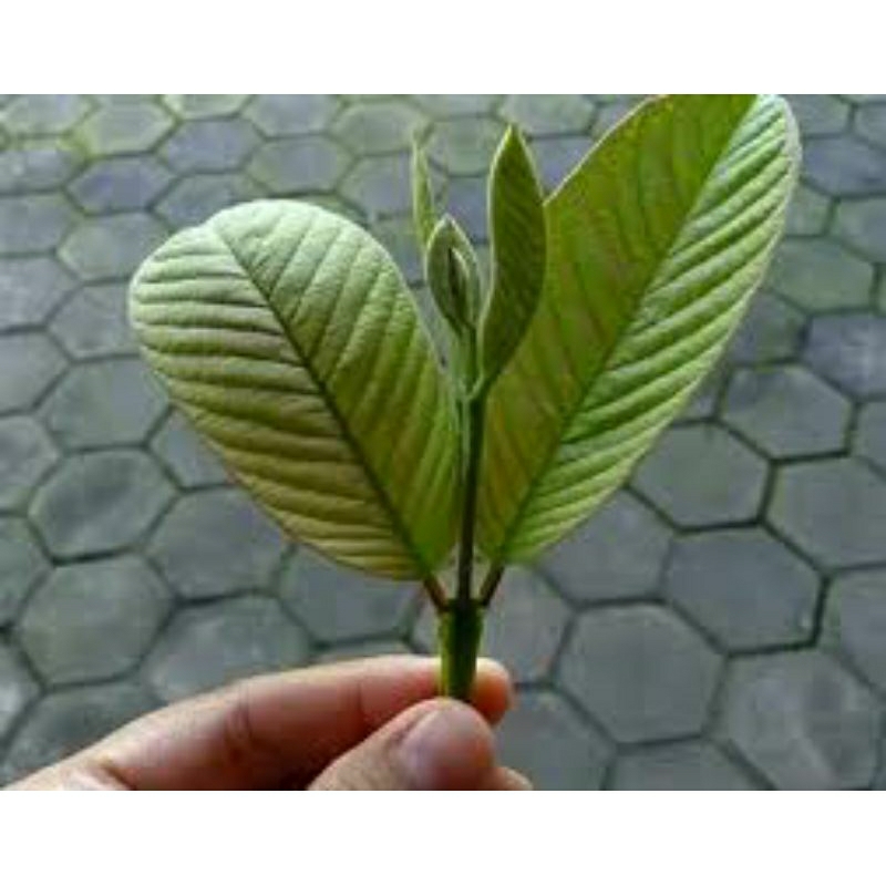 

Daun Jambu Biji perlembar