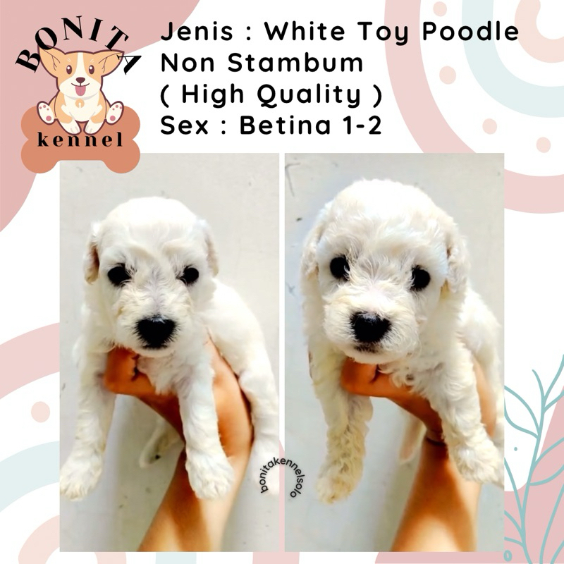 White Tiny Toy Poodle Non Stambum Jantan Betina Anakan Anjing Poodle Putihh