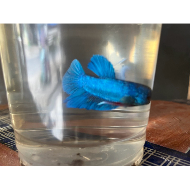 hiasan kaca aquarium cupang plakat betina