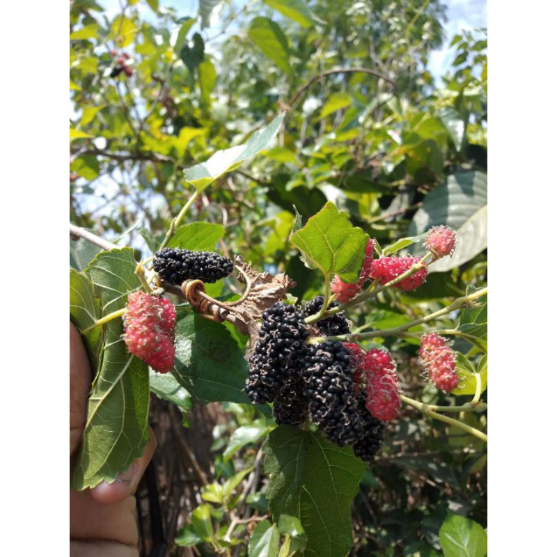 

Daun Murbey Fresh 50 lembar / Ramuan herbal di petik saat ada orderan