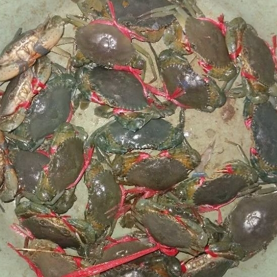 

Kepiting hidup 1kg ukuran sedang