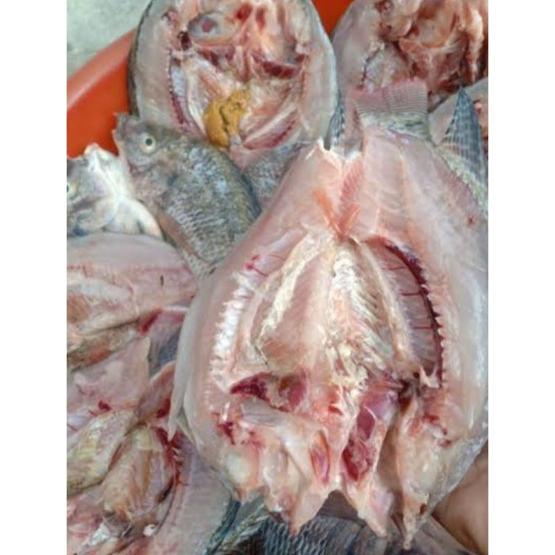 

ikan mujaer belah punggung 500grm