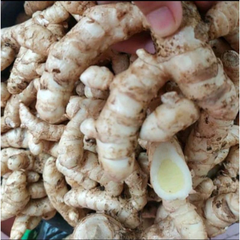 

temulawak putih, Tamu putih segar 500 gram
