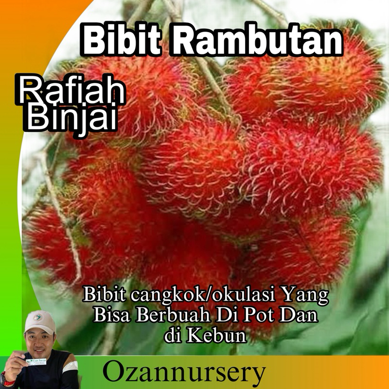 Bibit Rambutan Binjai / Rafiah Cangkok/okulasi bisa berbuah di pot