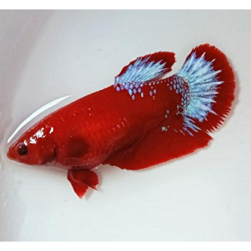 HIASAN AQUARIUM BETINA HELLBOY