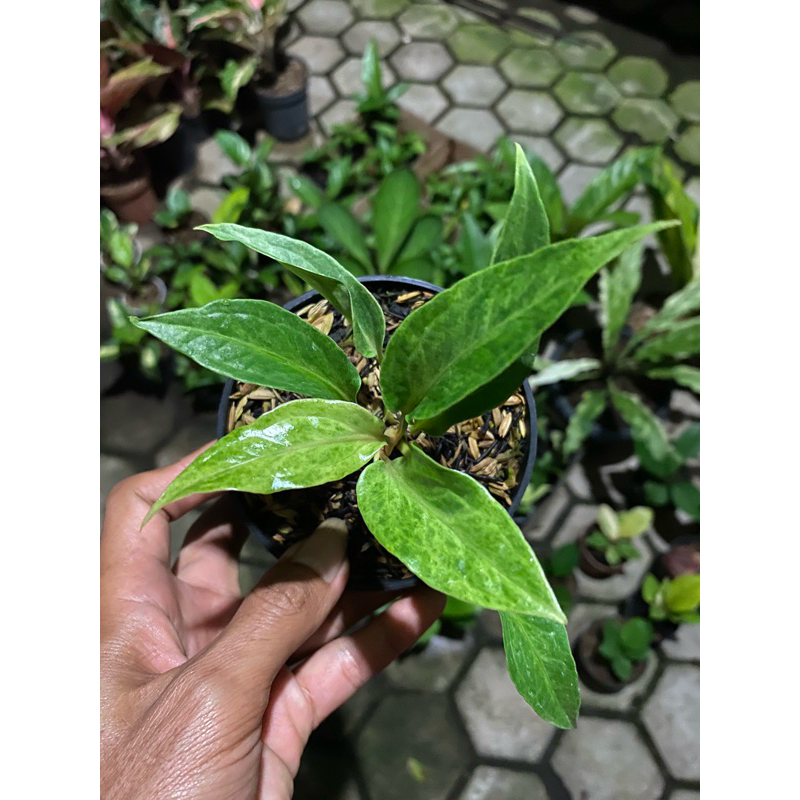 ANTHURIUM OBOR VARIGATA