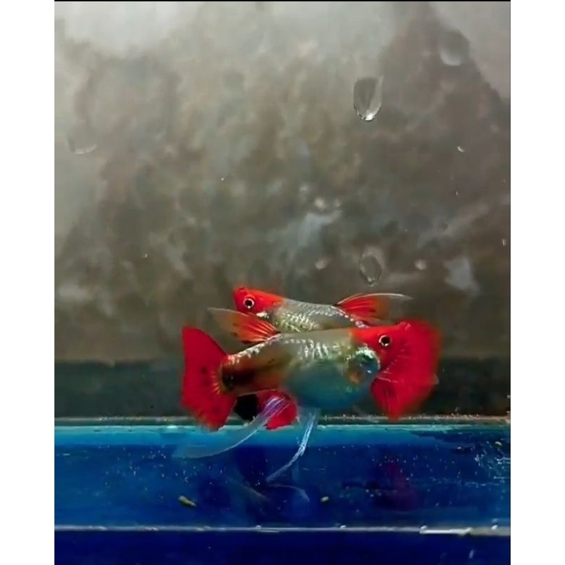 prtde dumbo aer ribbon finc