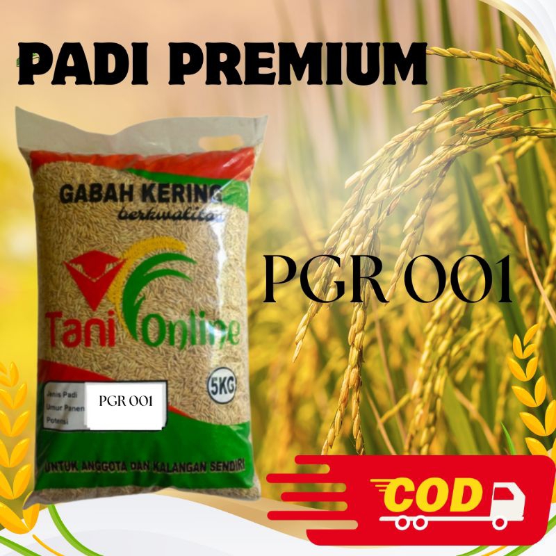 

BENIH PADI UNGGUL PGR 001 UMUR GENJAH TAHAN HAMA ANTI REBAH