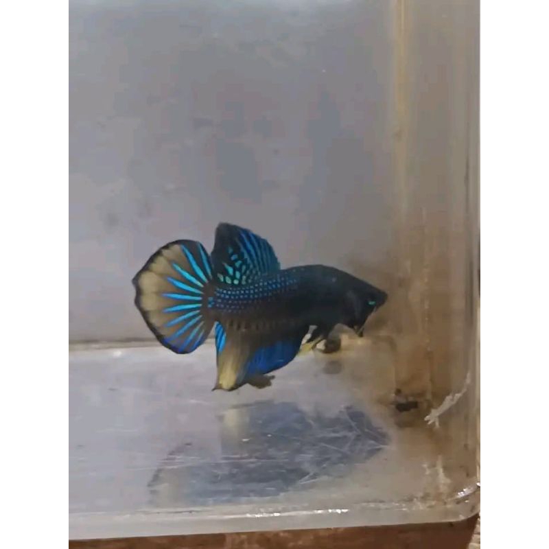 Hiasan aquarium Cupang slayer