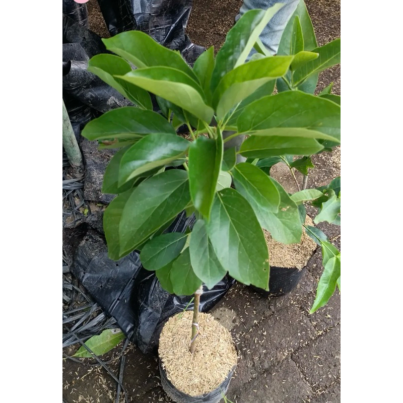 Bibit buah alpukat kelud - bibit buah - bibit alpukat murah
