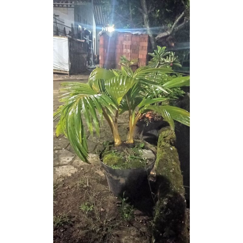 bonsai kelapa kembar 2