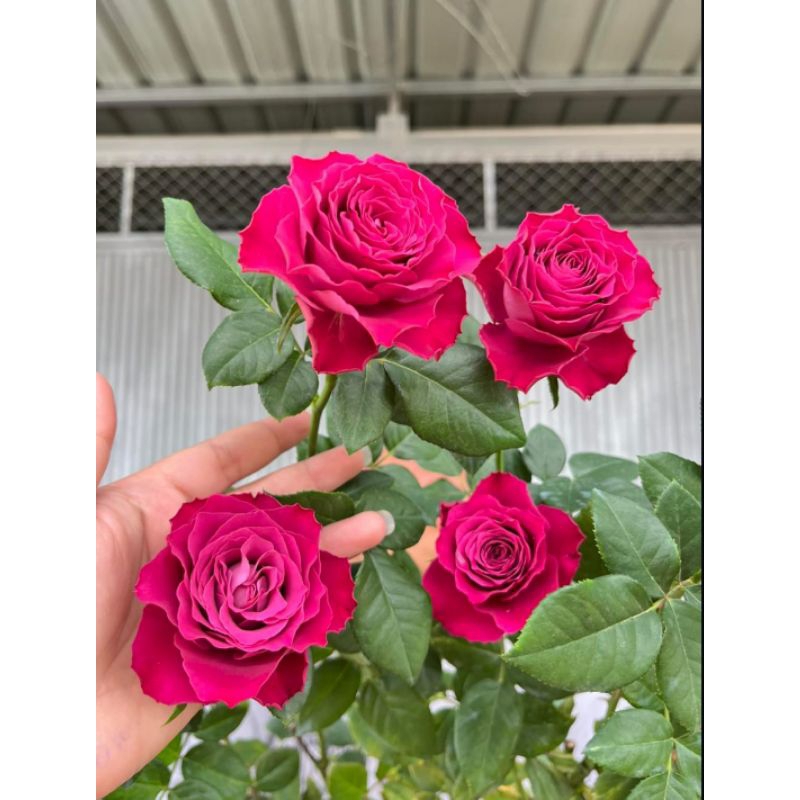 MAWAR IMPORT PRECIOUS MOMENT