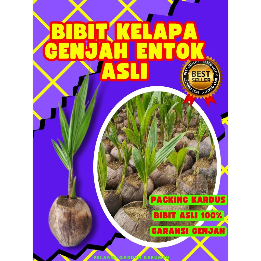 KUALITAS UNGGUL.. Benih Kelapa Asli, Benih Kelapa Besar, Benih Kelapa Bonsai