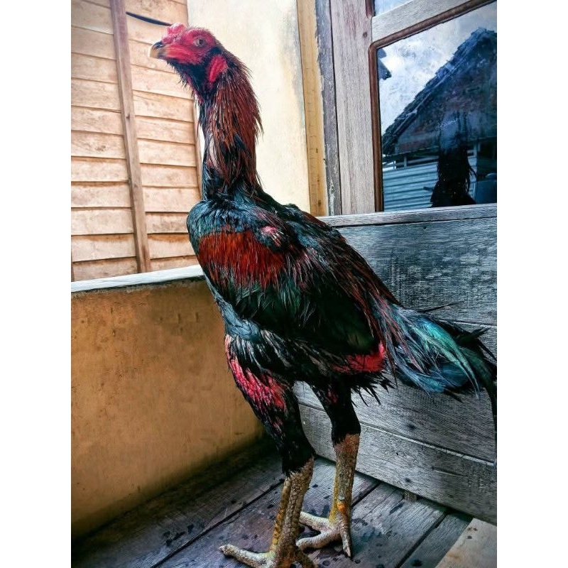 

telur fertil pakoy full brakot