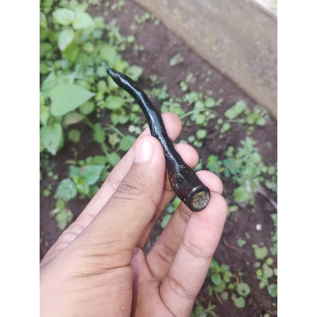 Pipa Once Akar Bahar Hitam Asli Model Unik