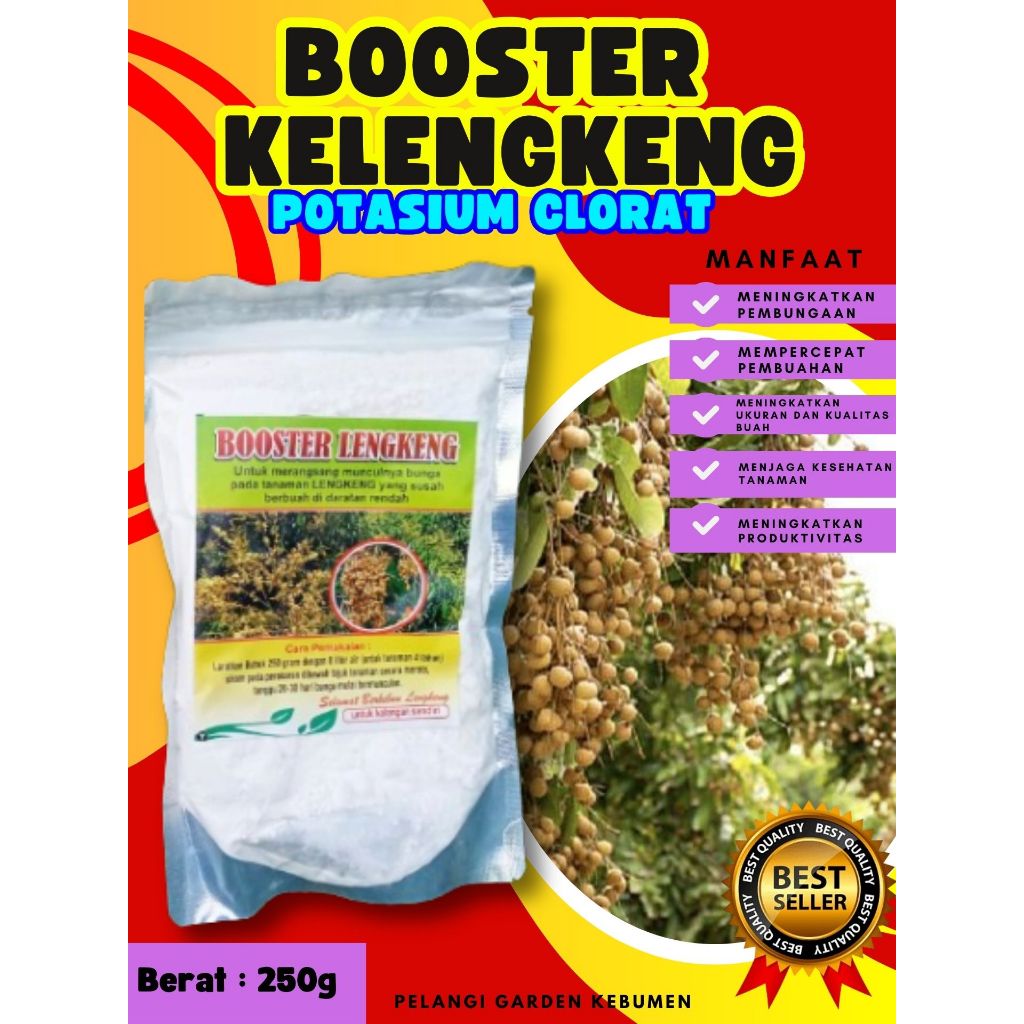 UNGGULAN  Booster Kelengkeng Stek