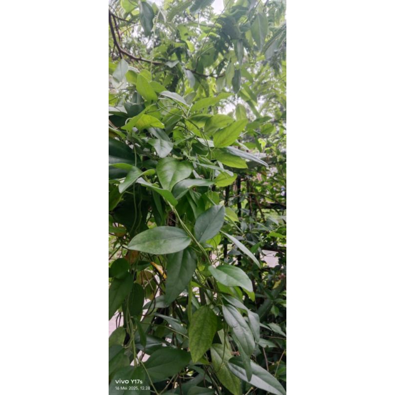 3 batang bibitcincau jely rambat