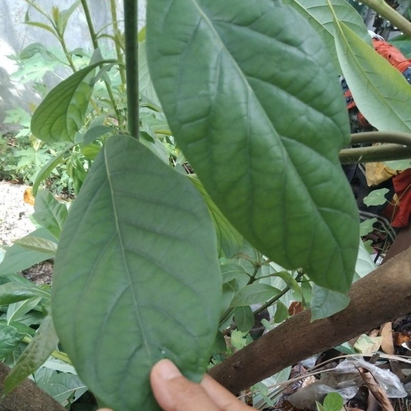 

Daun Alpukat segar Rp 99 per lembar