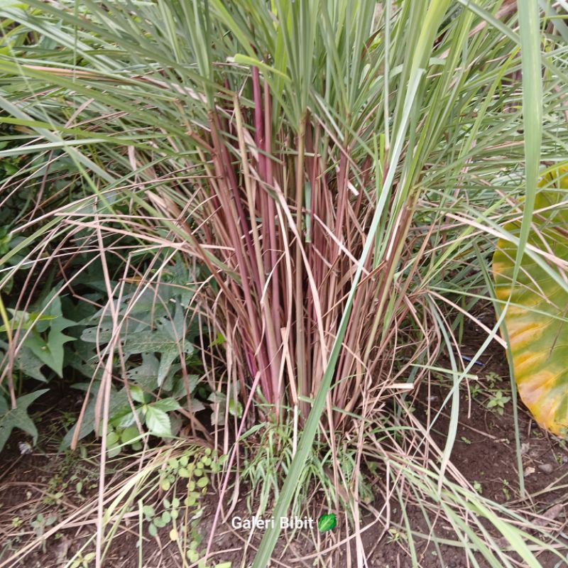 

10 batang sereh merah fresh organik