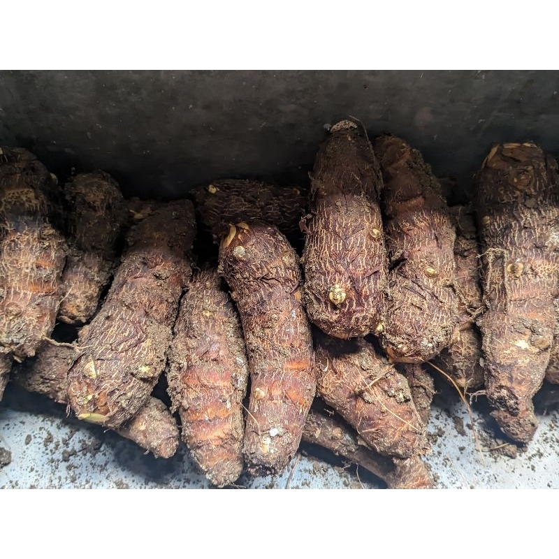 

Ubi Talas, Mbothe, Enthek 1 Kg Fresh From Kebun Sendiri