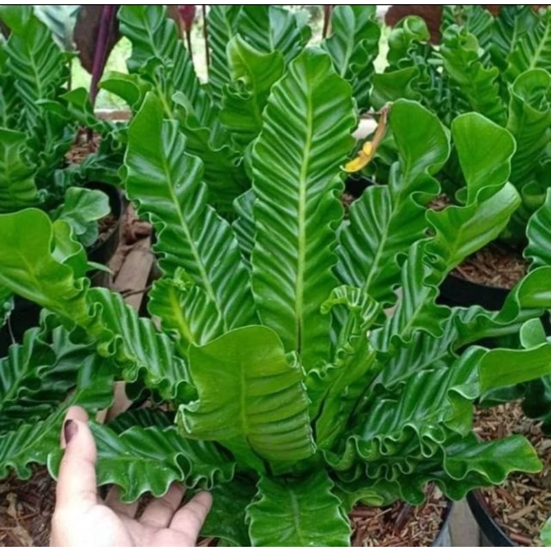 Tanaman Kadaka Lasagna dewasa rimbun