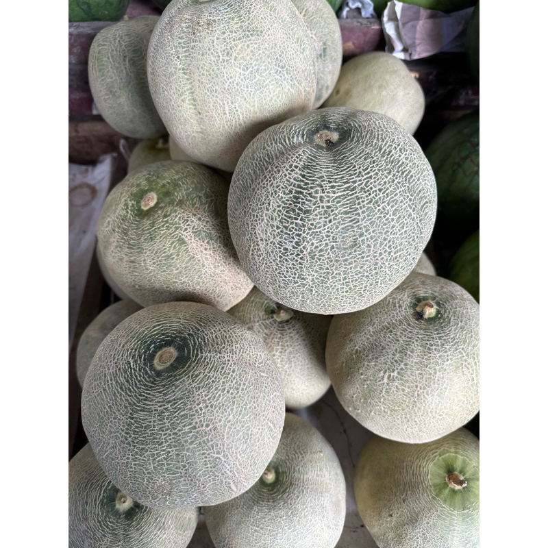 

MELON MADU (HIJAU)