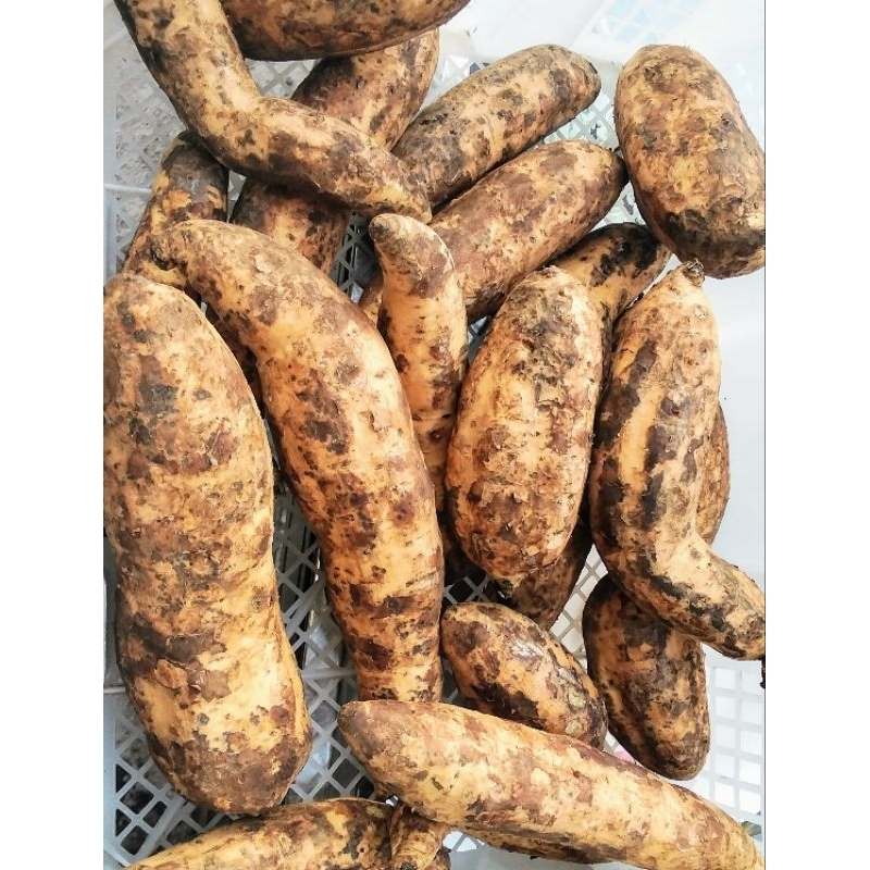 

Ubi Madu Cilembu 1kg