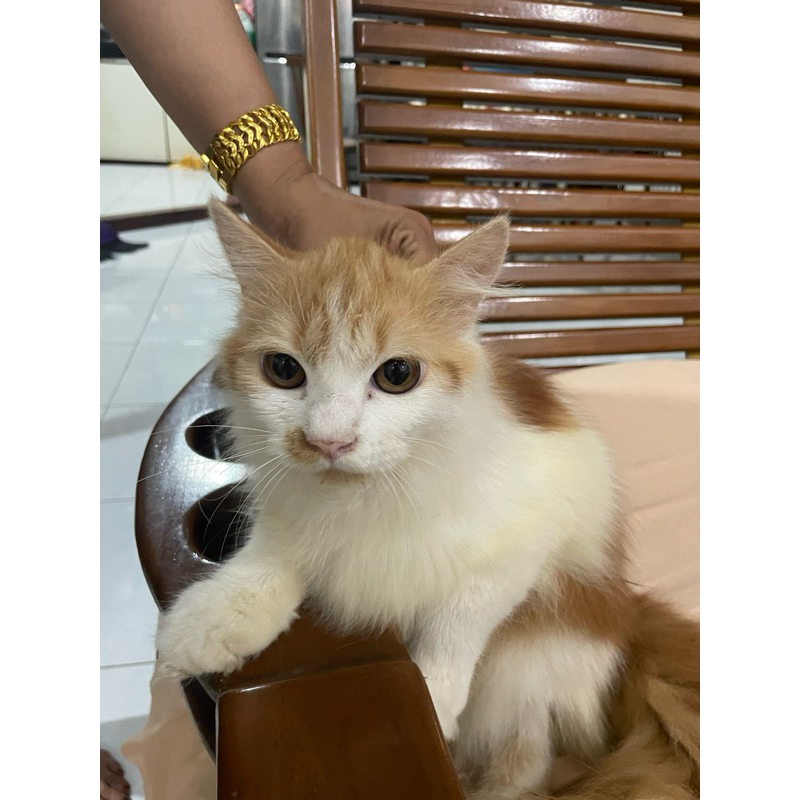 Kucing persia x maine coon