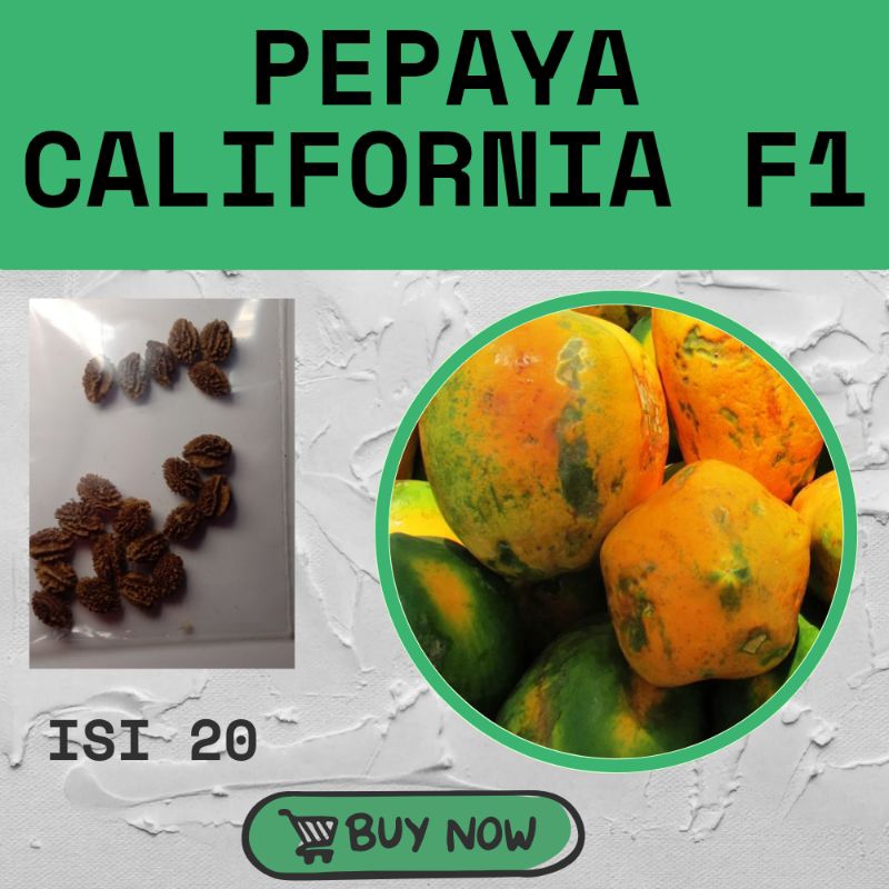 Bibit Pepaya California F1